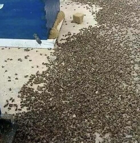 Why Paying Attention to Bees Matters More Than We Realize