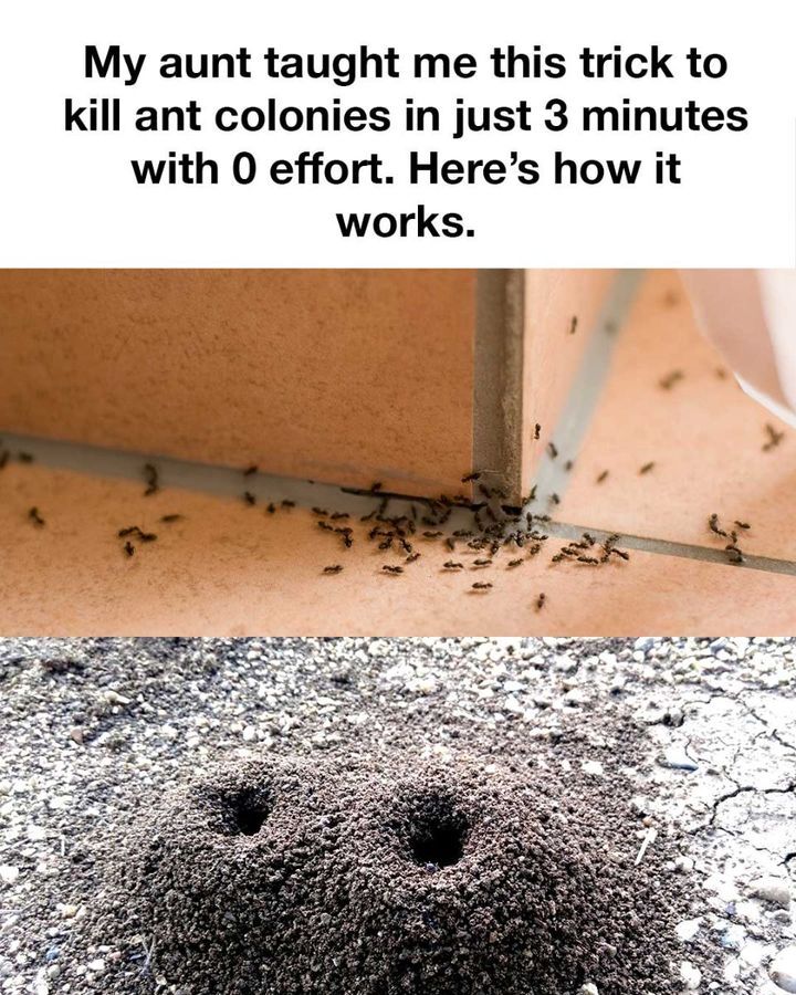 A Simple Household Method That Helped Reduce Ant Activity Quickly