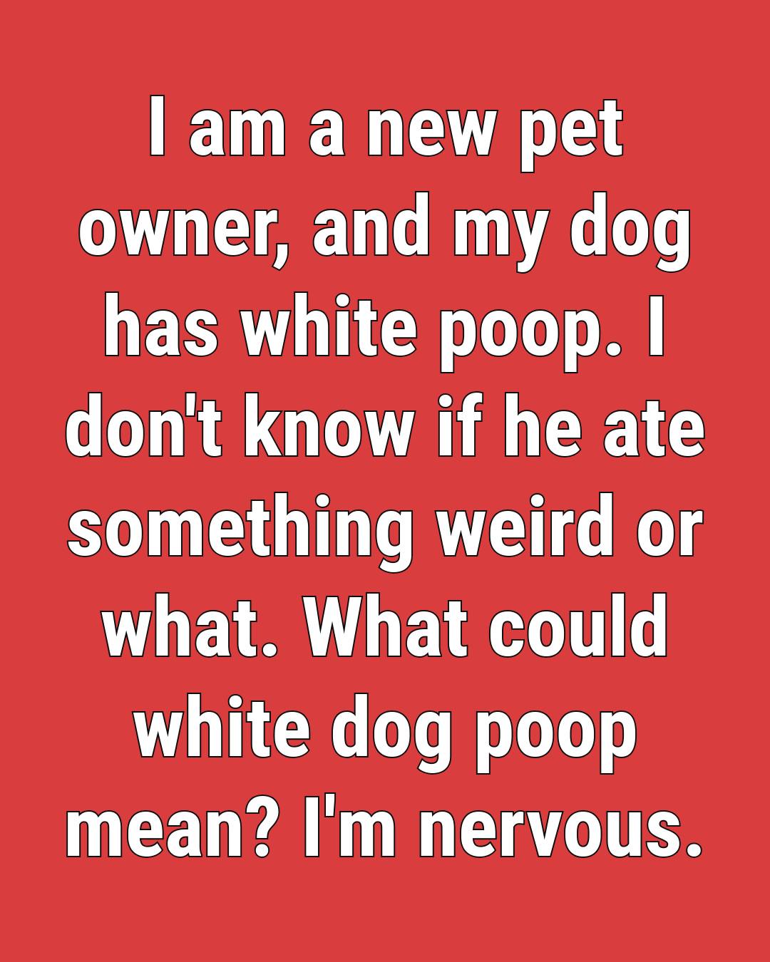 Why Your Dog’s Stool Sometimes Looks White—and What to Do About It