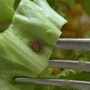 A Closer Look at Salad Safety: What to Do When Something Seems Off