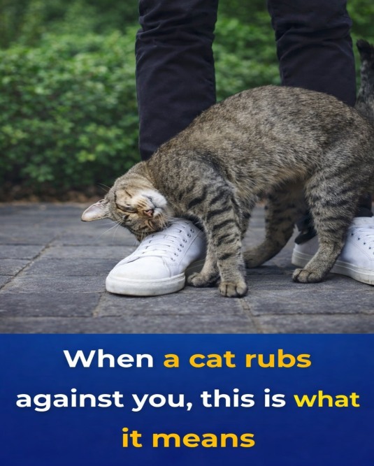 Why Your Cat Rubbing Against You Is a Meaningful Sign