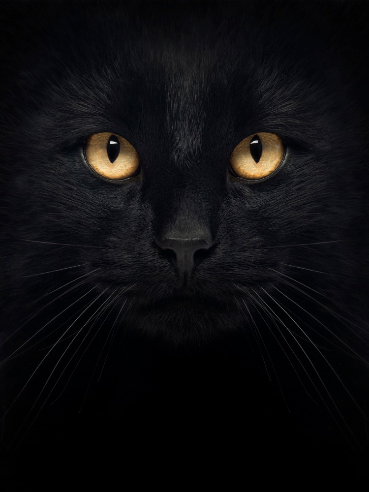 How to Understand the Meaning Behind Black Cat Superstitions