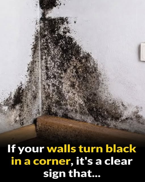 How to Handle Black Spots on Walls Before They Become a Bigger Problem