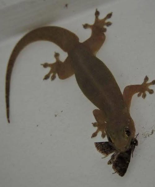 Welcoming Nature’s Visitors: A Thoughtful Guide to Symbolic Wildlife at Home