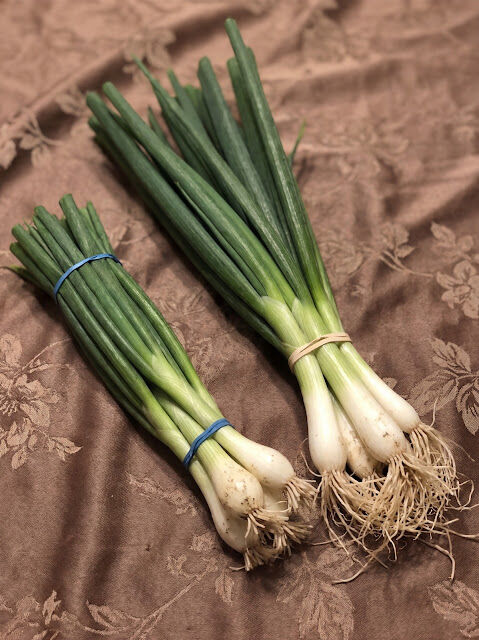 Green Onions, Scallions, Spring Onions, and Chives: How to Tell Them Apart in the Kitchen