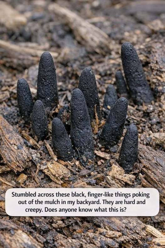 When “Dead Man’s Fingers” Appear: A Practical Guide to Understanding This Backyard Fungus