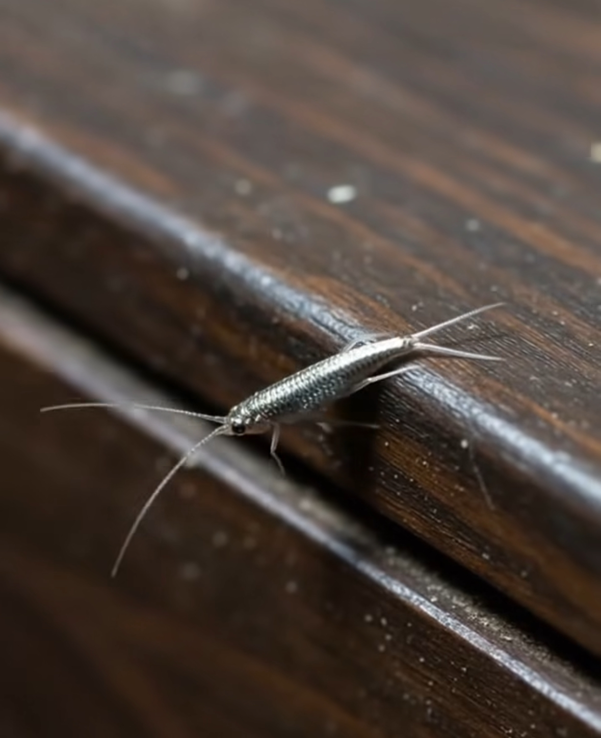 Silverfish at Home: How to Identify, Remove, and Prevent Them Naturally