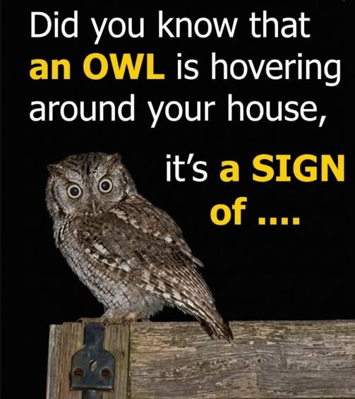 Silent Wings of the Night: Understanding the World of Owls