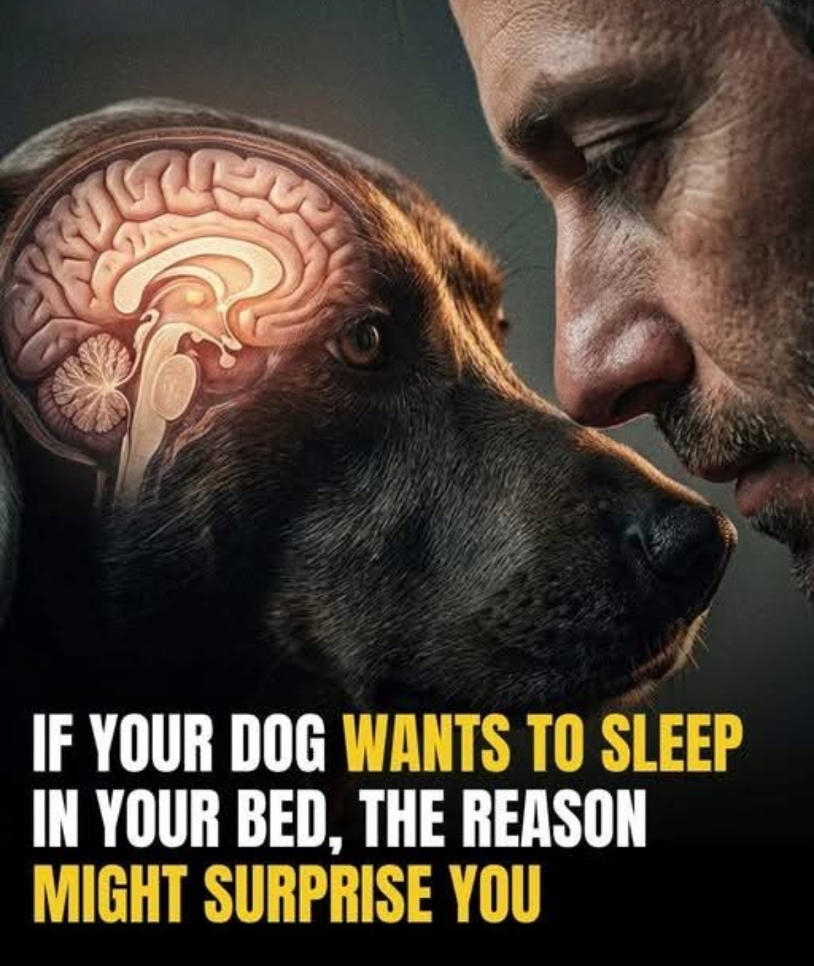 Why Pets Love Sleeping in Your Spot