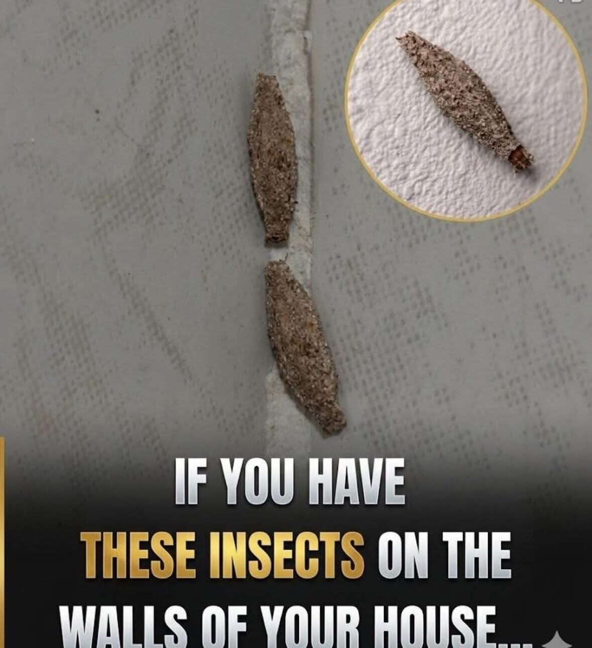 Hidden Corners at Home: A Practical Guide to Managing Bagworms