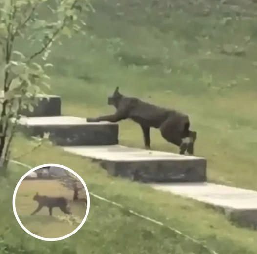 A Rare Glimpse of Nature: What an Unusual Lynx Sighting Teaches Us