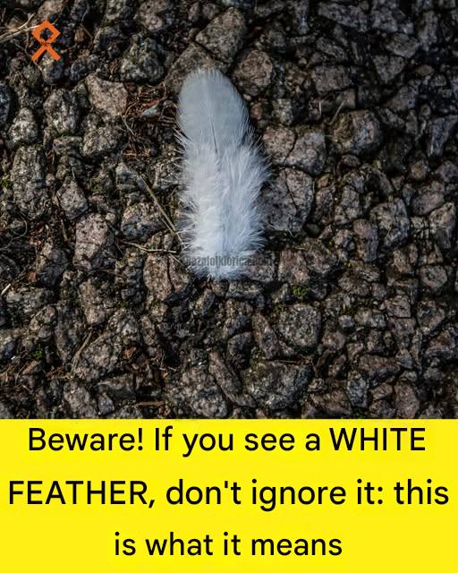 The Quiet Meaning of a White Feather: A Moment of Reflection in Everyday Life