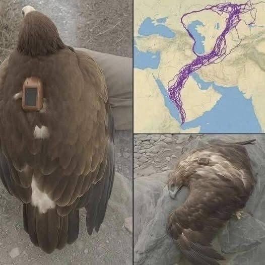Tracing the Unexpected: What One Eagle’s Journey Revealed About Nature’s Patterns