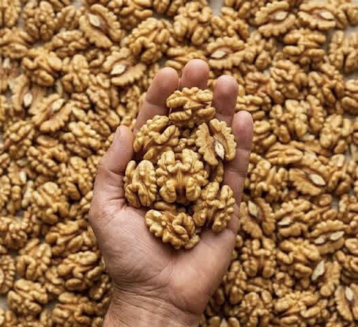 Walnuts in Daily Nutrition: Benefits, Balance, and Smart Use