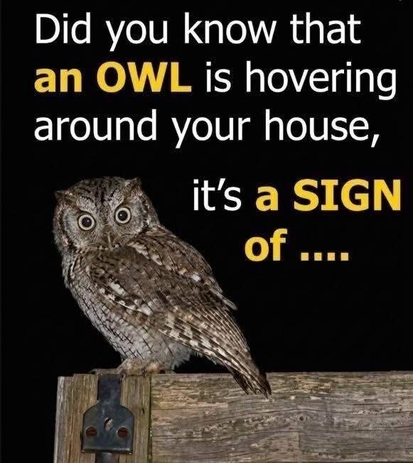 Silent Wings at Night: Understanding the World of Owls