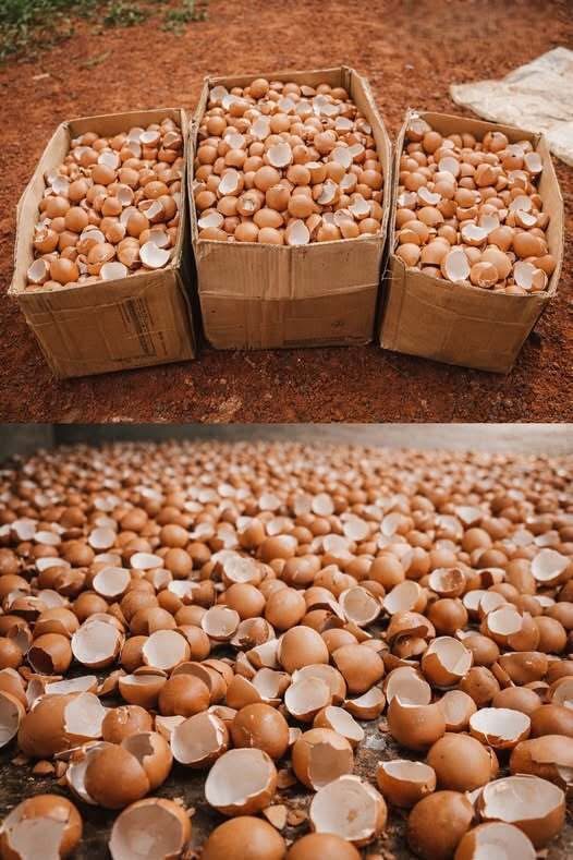 From Kitchen Waste to Garden Gold: Smart Ways to Use Eggshells