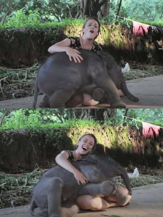 A Quiet Moment of Trust Between Elephant and Caretaker