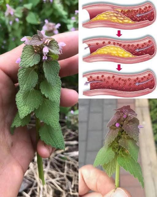 The Quiet Value of Purple Deadnettle in Everyday Spaces