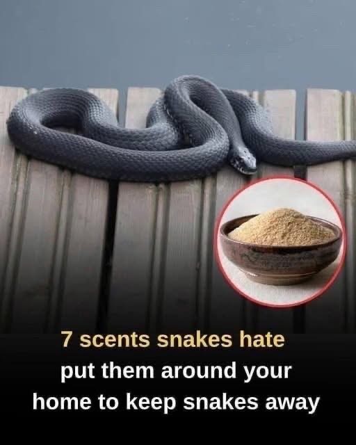 Keeping Snakes Away Naturally: Practical, Low-Impact Approaches for Your Home
