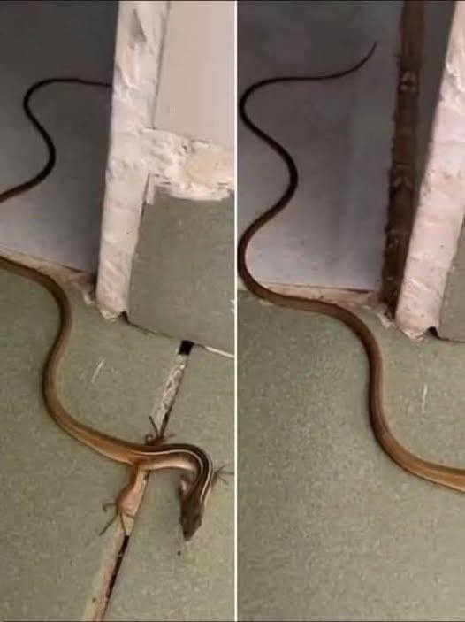 A Snake Indoors: Practical Steps for a Calm and Safe Response