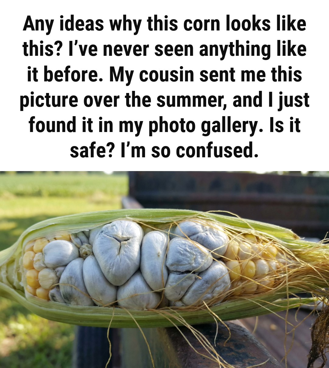 The Surprising Corn Discovery Many Gardeners Misunderstand