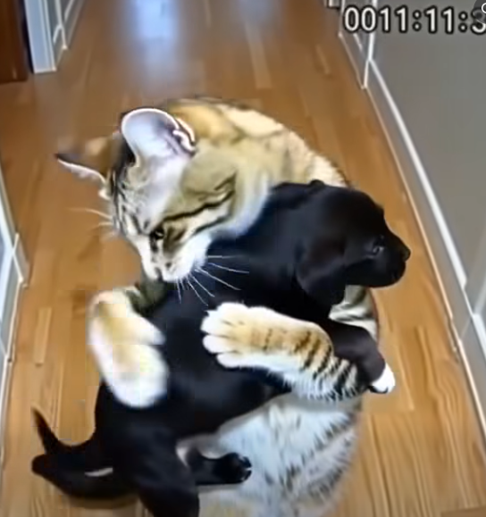 An Unexpected Animal Mystery That Ended with a Heartwarming Lesson