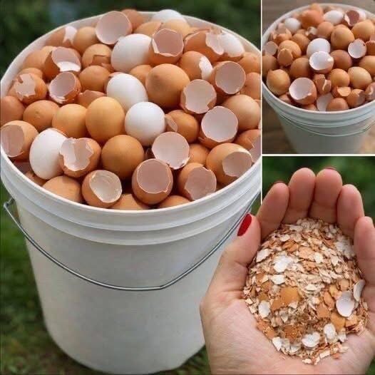 Smart Ways to Reuse Eggshells Around the Home and Garden