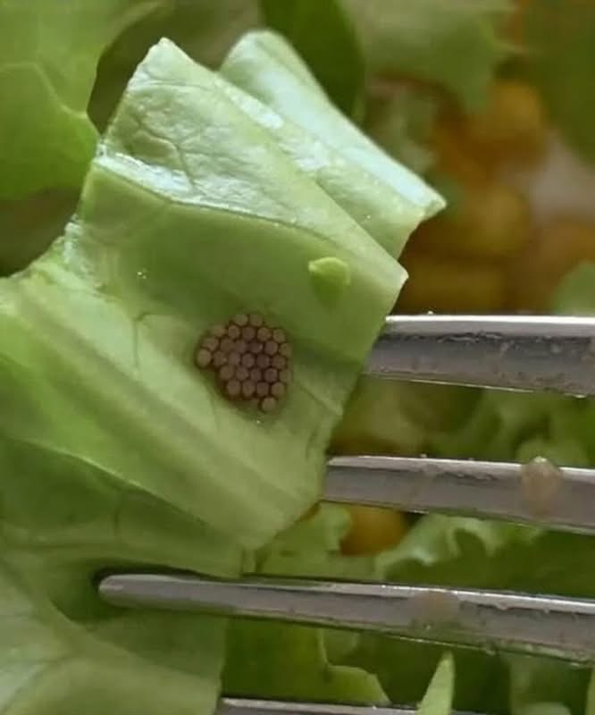 Why Washing Fresh Greens Carefully Matters More Than Many People Realize