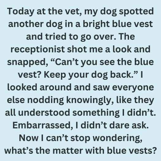 What Different Colored Dog Vests Often Mean in Public Spaces
