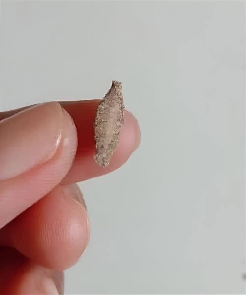 Where Bagworms Commonly Hide Indoors and How to Reduce Them