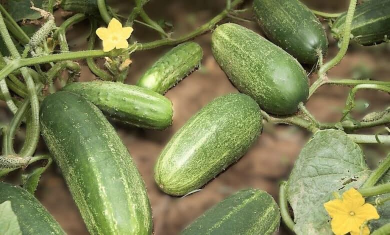 A Simple Guide to the Benefits of Cucumber Water