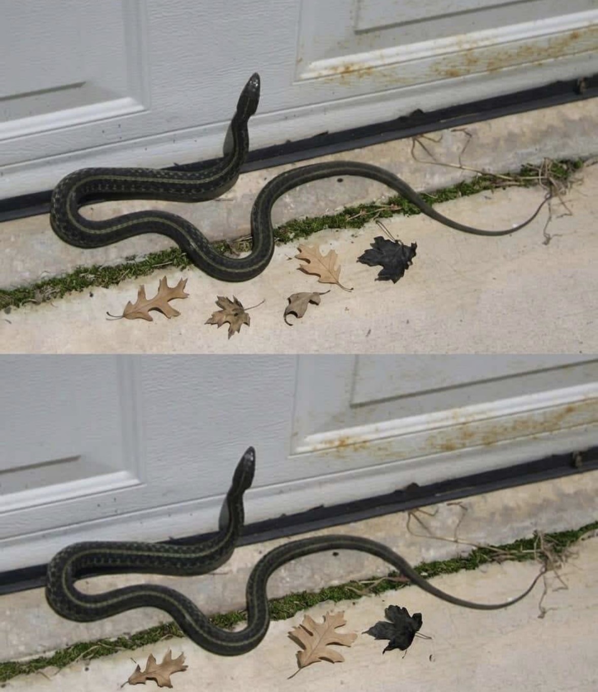 Why Snakes Sometimes Enter Homes — and What You Can Do About It