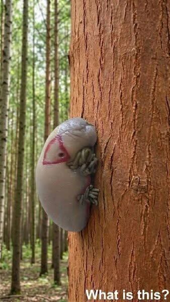 Why Unusual Creatures in Nature Often Deserve Curiosity Instead of Fear
