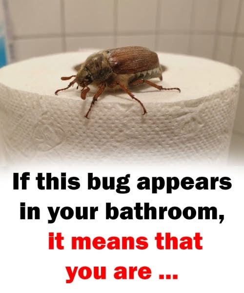 Why Certain Beetles Sometimes Appear Indoors at Night