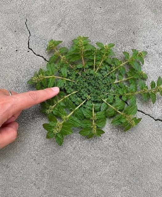 The Overlooked Backyard Herb Linked to Traditional Wellness