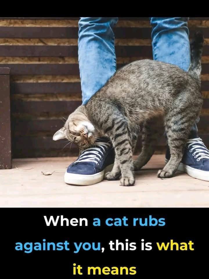 What Your Cat Is Really Saying When It Rubs Against You