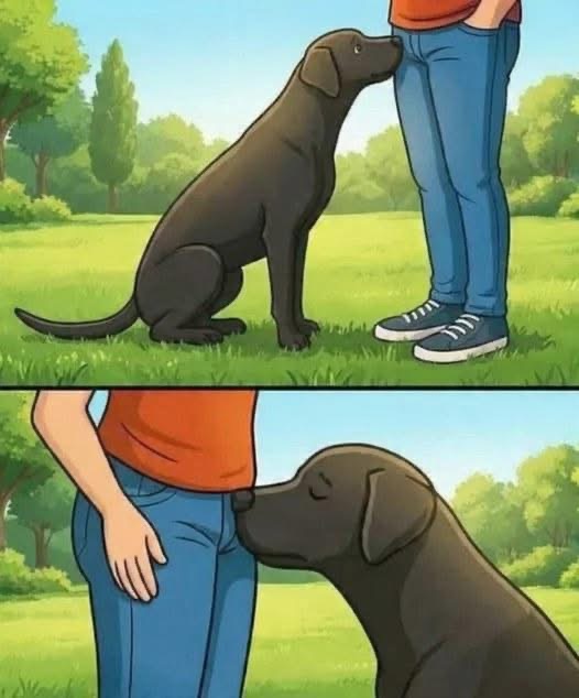 Why Dogs Sniff During Greetings: A Simple Guide to Understanding and Managing the Behavior