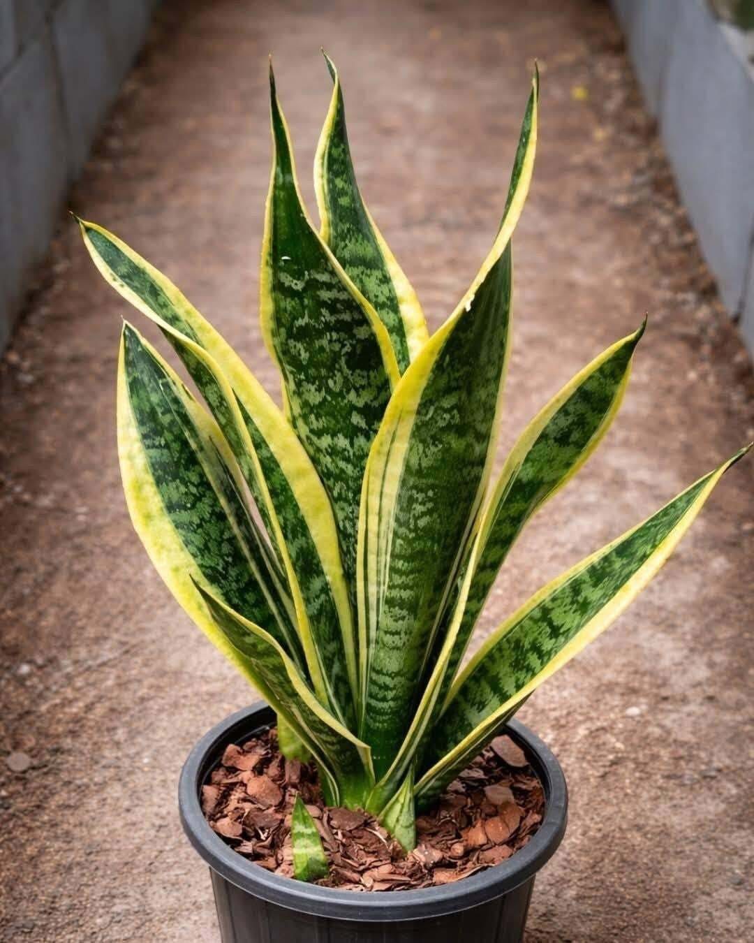 More Than Décor: How Houseplants Gently Improve Everyday Living