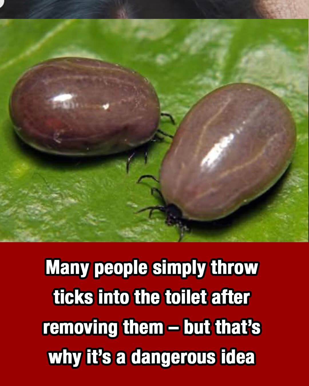 Small Bites, Smart Habits: A Practical Guide to Tick Awareness and Care