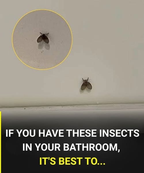 A Cleaner Drain, A Calmer Home: Practical Steps to Address Persistent Drain Flies