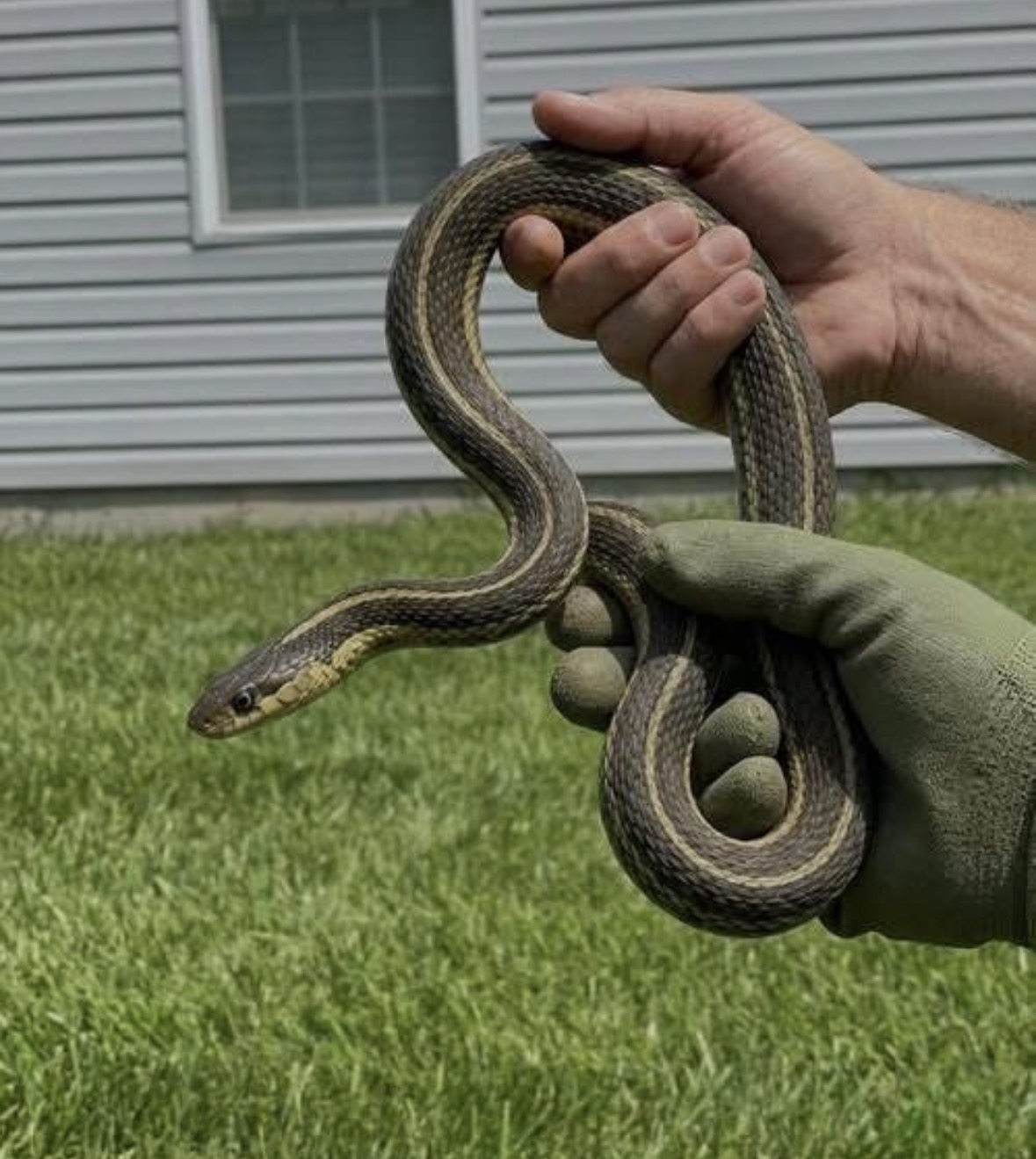 When a Snake Appears Indoors: A Calm and Practical Response Guide