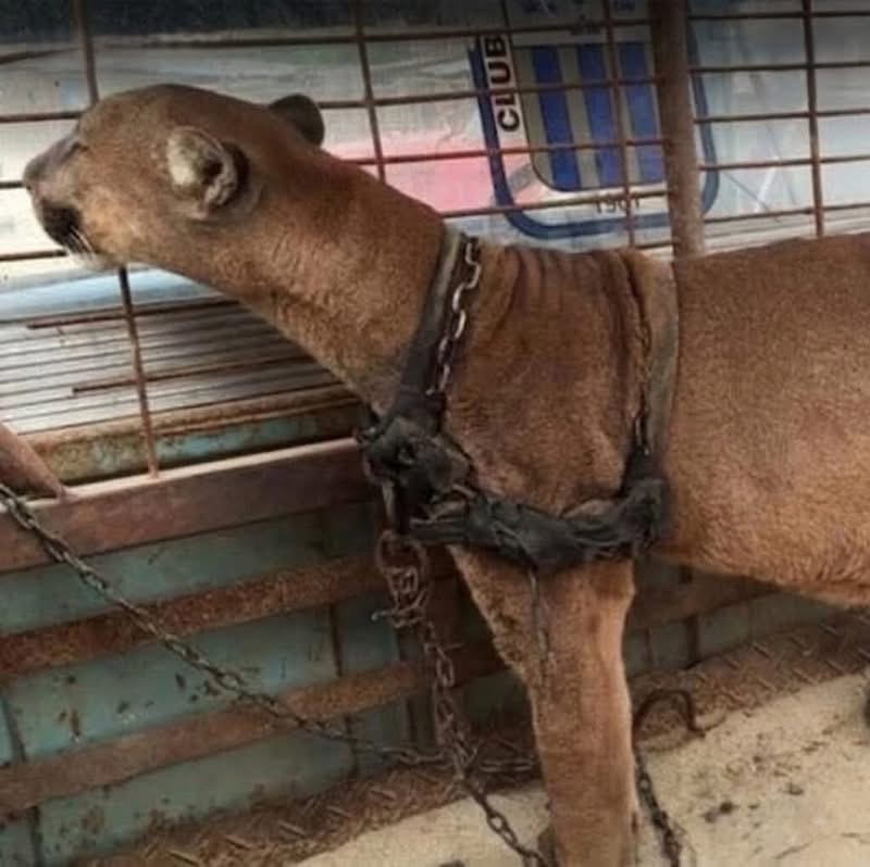 A Rescue Story That Changed the Way Many People See Wild Animals