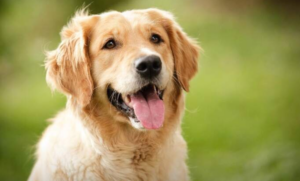 Quick Thinking Helps Dog Escape Dangerous Situation Near the Water
