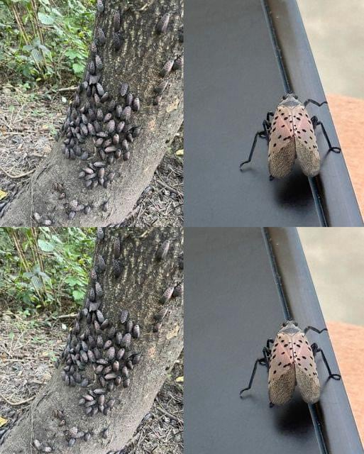 How to Identify and Respond to Invasive Lanternflies in Your Area