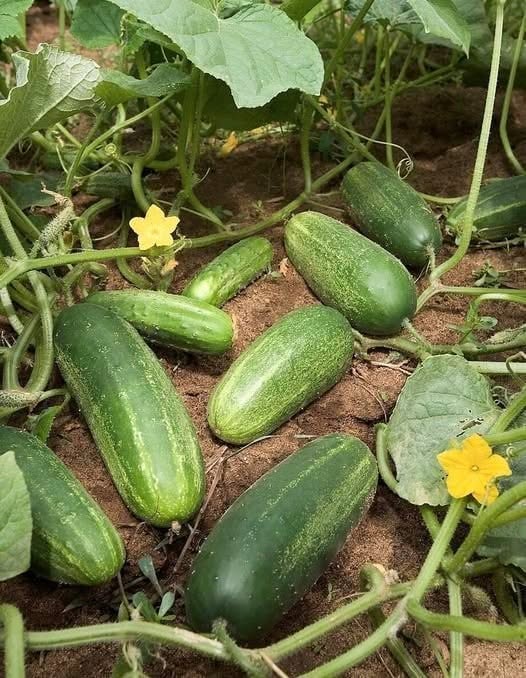 How Cucumbers Can Support a Healthy and Refreshing Lifestyle