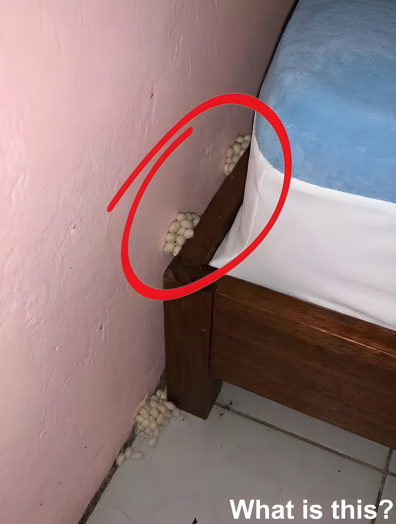 The Unexpected Discovery Beside the Bed That Turned Into a Lesson About Nature