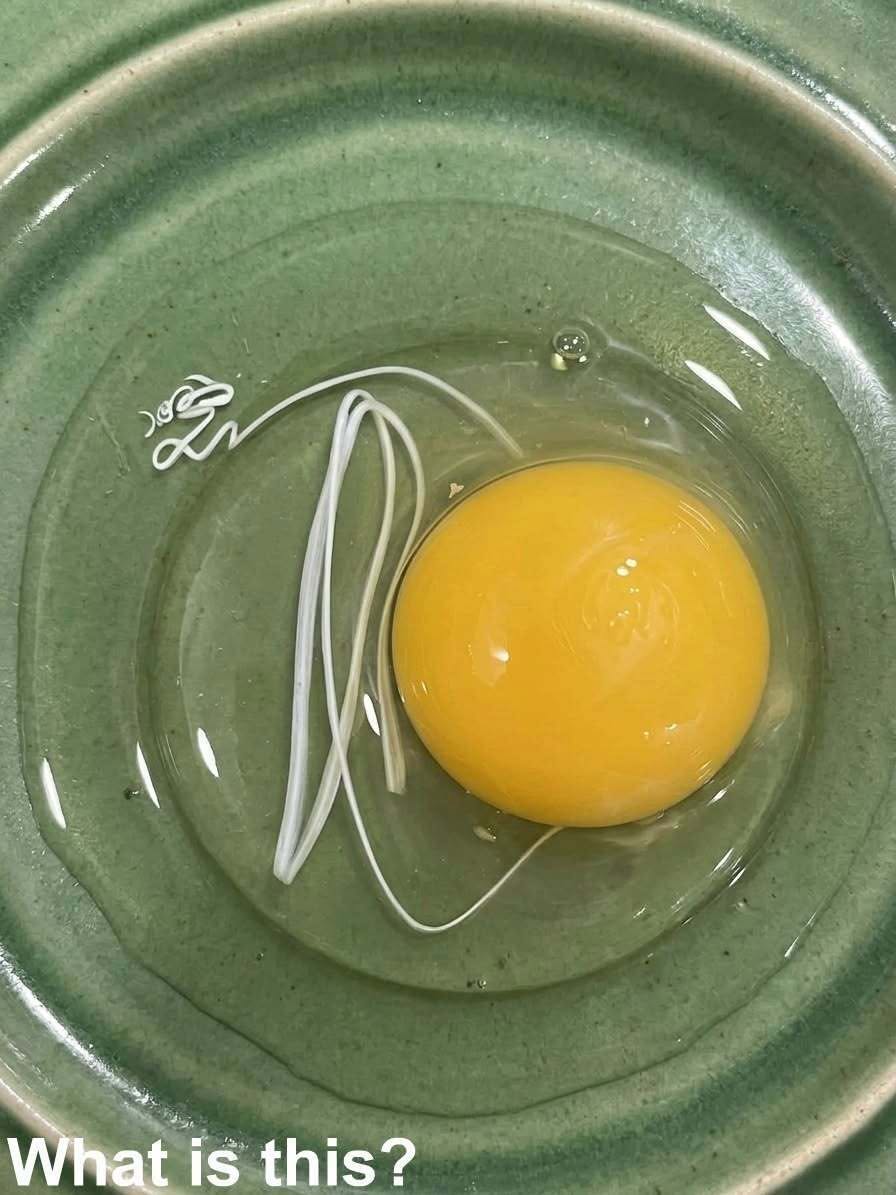 The Surprising White Strand Inside an Egg: What It Really Means