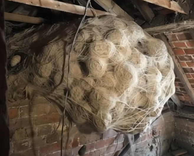 An Unexpected Discovery Turns a Home Project Into a Memorable Family Story