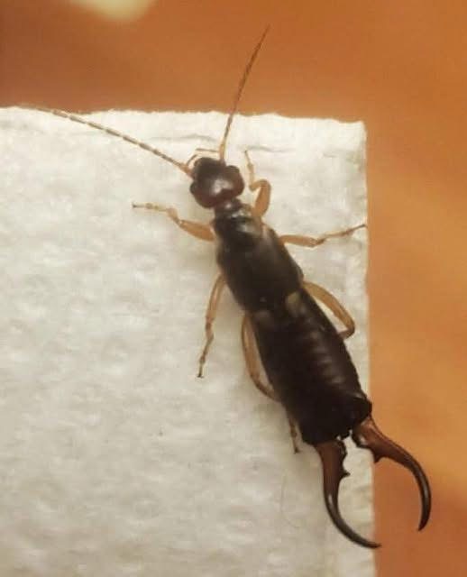 Why Earwigs Appear in Your Home and What You Can Do About It