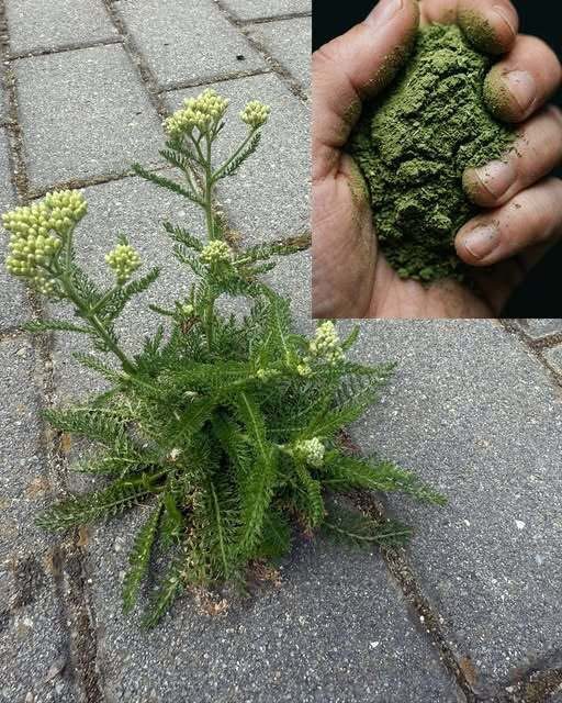 Yarrow: The Traditional Herb That Continues to Fascinate Gardeners and Herbal Enthusiasts